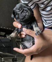 Black and tan female, a female Pug for sale in San Antonio, TX – 2 of 3