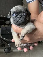 Sable female, a female Pug for sale in San Antonio, TX – 2 of 4
