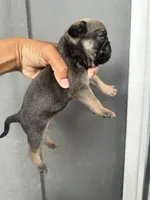 Sable female, a female Pug for sale in San Antonio, TX – 3 of 4