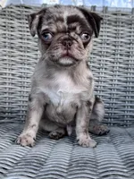 Castle, a male Pug for sale in San Antonio, TX – 2 of 3