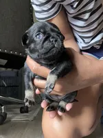Black and tan female, a female Pug for sale in San Antonio, TX – 1 of 3