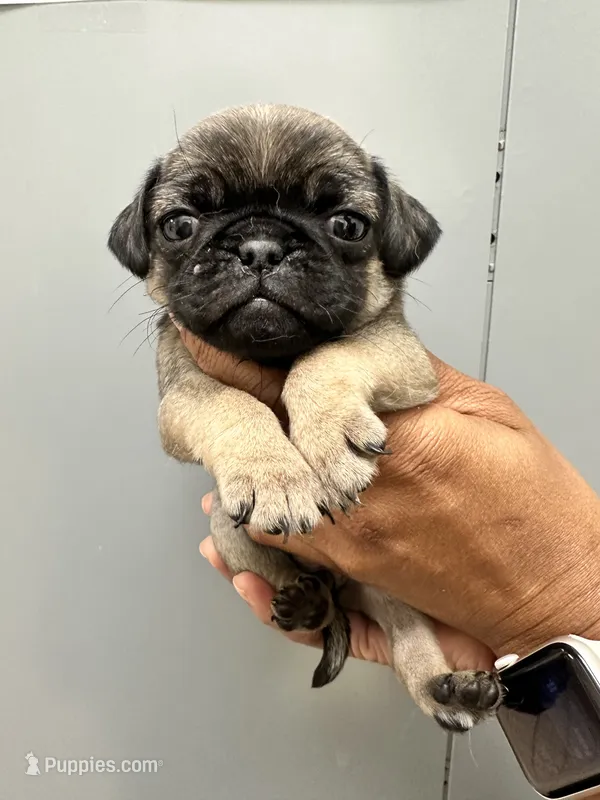 Sable  – Pug puppy on hold in San Antonio, TX