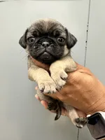 Sable , a female Pug for sale in San Antonio, TX – 1 of 4