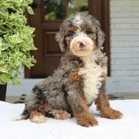 Luke, a male Bernedoodle for sale in Narvon, PA – 2 of 6