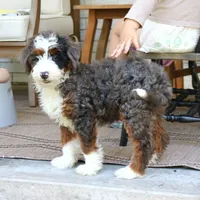 Bruno, a male Bernedoodle for sale in Narvon, PA – 6 of 6