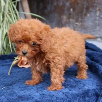 Kody, a male Cavapoo for sale in Narvon, PA – 3 of 8