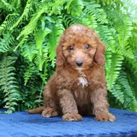 Nixon, a male Goldendoodle for sale in Narvon, PA – 6 of 9