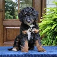 Rover, a male Bernedoodle for sale in Narvon, PA – 3 of 6