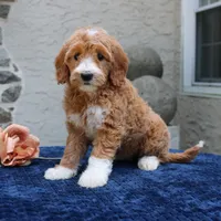 Destiny, a female Goldendoodle for sale in Narvon, PA – 5 of 6