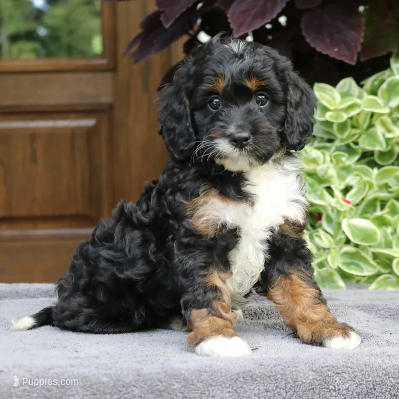 Cody – Cavapoo puppy for sale in Narvon, PA