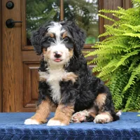 Ringo, a male Bernedoodle for sale in Narvon, PA – 7 of 10