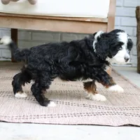 Murphy, a male Miniature Bernedoodle for sale in Narvon, PA – 2 of 6