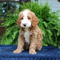 Jax, a male Cavapoo for sale in Narvon, PA – 3 of 6