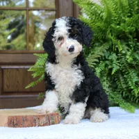 Bella, a female Bernedoodle for sale in Narvon, PA – 5 of 7