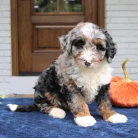 Milo, a male Miniature Bernedoodle for sale in Narvon, PA – 4 of 10