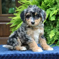 Roland, a male Bernedoodle for sale in Narvon, PA – 1 of 9