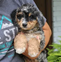 Roland, a male Bernedoodle for sale in Narvon, PA – 8 of 9
