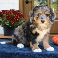 Gus, a male Bernedoodle for sale in Narvon, PA – 4 of 8
