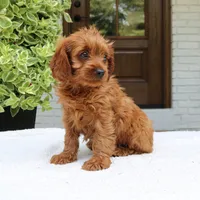 Mason, a male Cavapoo for sale in Narvon, PA – 4 of 6
