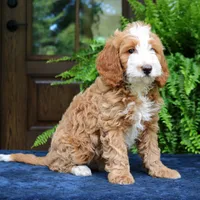 Jax, a male Cavapoo for sale in Narvon, PA – 2 of 6
