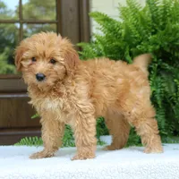 Ava, a female Miniature Goldendoodle for sale in Narvon, PA – 8 of 9