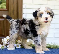 Willow mini f1bb, a female Miniature Bernedoodle for sale in Narvon, PA – 6 of 6