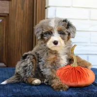 Simba, a male Miniature Bernedoodle for sale in Narvon, PA – 2 of 7