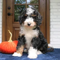 Princess, a female Miniature Bernedoodle for sale in Narvon, PA – 3 of 7
