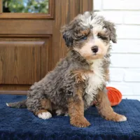 Smokey, a male Miniature Bernedoodle for sale in Narvon, PA – 4 of 6