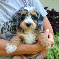 Evertte, a male Bernedoodle for sale in Narvon, PA – 6 of 6