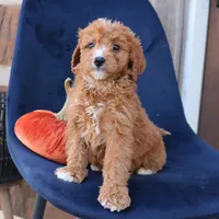 Sasha, a female Miniature Goldendoodle for sale in Narvon, PA – 3 of 6