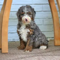 Luke, a male Bernedoodle for sale in Narvon, PA – 4 of 6