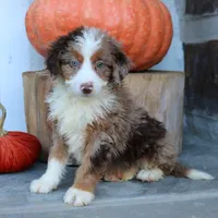 Bella, a female Miniature Bernedoodle for sale in Narvon, PA – 4 of 5