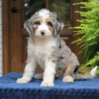 Ranger, a male Bernedoodle for sale in Narvon, PA – 5 of 8