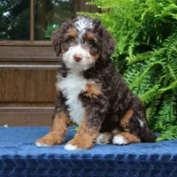 Ruffles, a male Bernedoodle for sale in Narvon, PA – 5 of 8