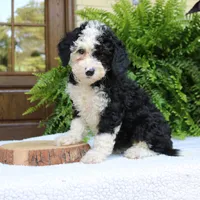 Bella, a female Bernedoodle for sale in Narvon, PA – 2 of 7
