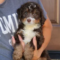 Biscuit , a male Miniature Bernedoodle for sale in Narvon, PA – 4 of 5