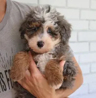 Smokey, a male Miniature Bernedoodle for sale in Narvon, PA – 5 of 6