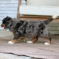 Gus, a male Bernedoodle for sale in Narvon, PA – 6 of 8
