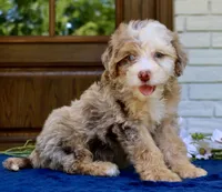 Wendy mini f1bb, a female Miniature Bernedoodle for sale in Narvon, PA – 3 of 5