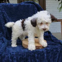Daisy, a female Bernedoodle for sale in Narvon, PA – 2 of 6