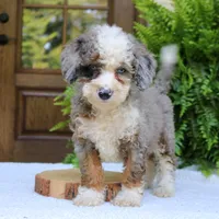 Blake, a male Bernedoodle for sale in Narvon, PA – 6 of 9