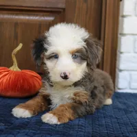 Silas, a male Miniature Bernedoodle for sale in Narvon, PA – 6 of 6