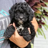 Scout, a male Cavapoo for sale in Narvon, PA – 2 of 6