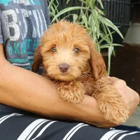 Honey, a female Goldendoodle for sale in Narvon, PA – 6 of 6