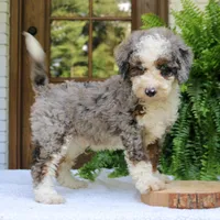 Brody, a male Bernedoodle for sale in Narvon, PA – 2 of 6