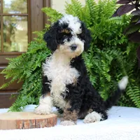 Birdie, a female Bernedoodle for sale in Narvon, PA – 4 of 7