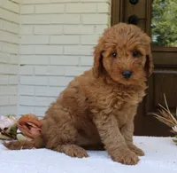 Trixie, a female Miniature Goldendoodle for sale in Narvon, PA – 1 of 4