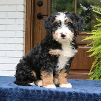 Ringo, a male Bernedoodle for sale in Narvon, PA – 4 of 10