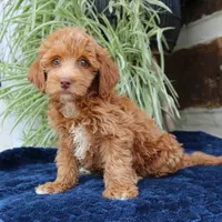 Harper, a female Goldendoodle for sale in Narvon, PA – 5 of 5